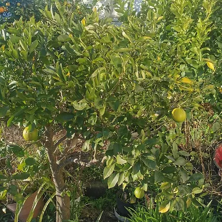 Hébergement de vacances Linda House *