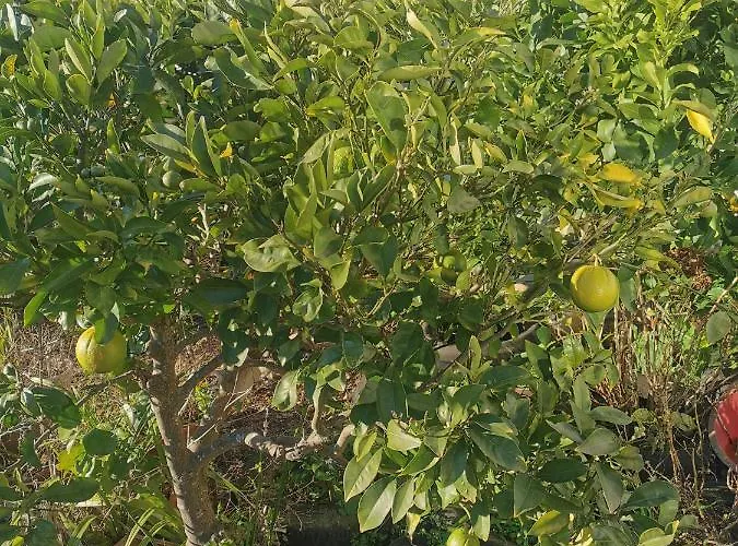 בית נופש Linda House *